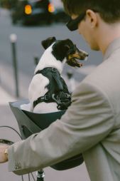 KVISP Dog Bike Carrier M (21)
